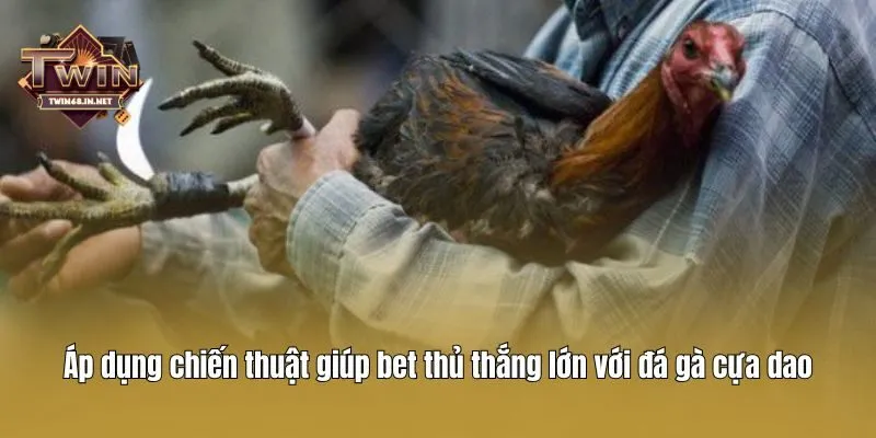 Áp dụng chiến thuật giúp bet thủ thắng lớn với đá gà cựa dao