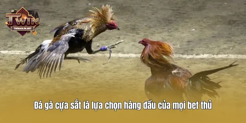 Đá gà cựa sắt là lựa chọn hàng đầu của mọi bet thủ