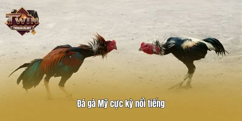 Đá gà Mỹ cực kỳ nổi tiếng