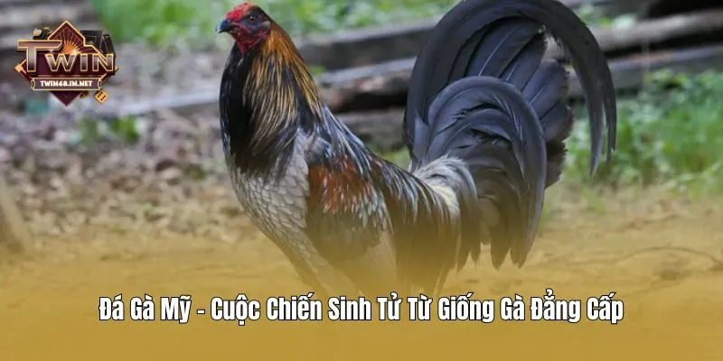 Đá Gà Mỹ - Cuộc Chiến Sinh Tử Từ Giống Gà Đẳng Cấp