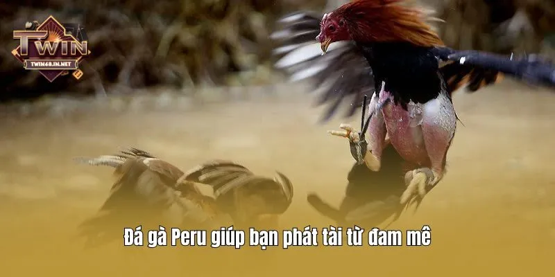 Đá gà Peru giúp bạn phát tài từ đam mê