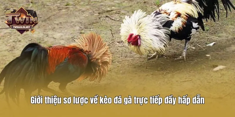 Giới thiệu sơ lược về kèo đá gà trực tiếp đầy hấp dẫn