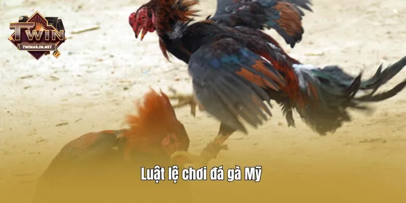 Luật lệ chơi đá gà Mỹ