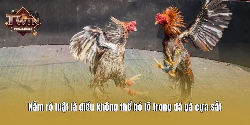 Nắm rõ luật là điều không thể bỏ lỡ trong đá gà cựa sắt