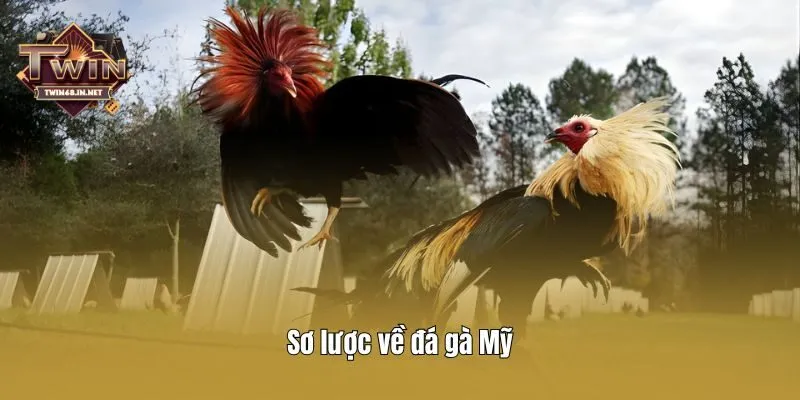 Sơ lược về đá gà Mỹ