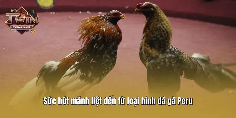 Sức hút mãnh liệt đến từ loại hình đá gà Peru