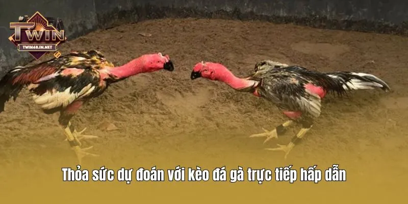 Thỏa sức dự đoán với kèo đá gà trực tiếp hấp dẫn