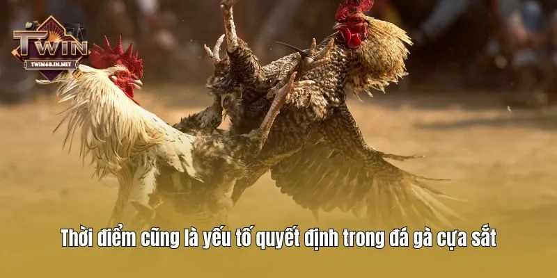 Thời điểm cũng là yếu tố quyết định trong đá gà cựa sắt