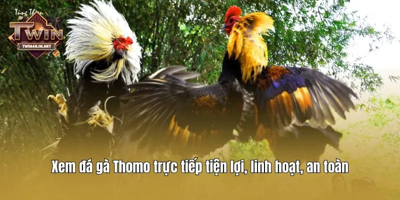 Xem đá gà Thomo trực tiếp tiện lợi, linh hoạt, an toàn